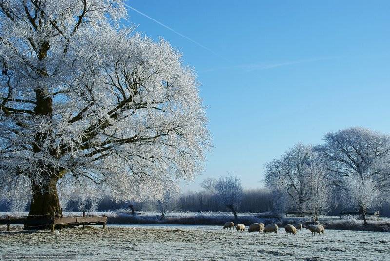 Frosty field with sheep