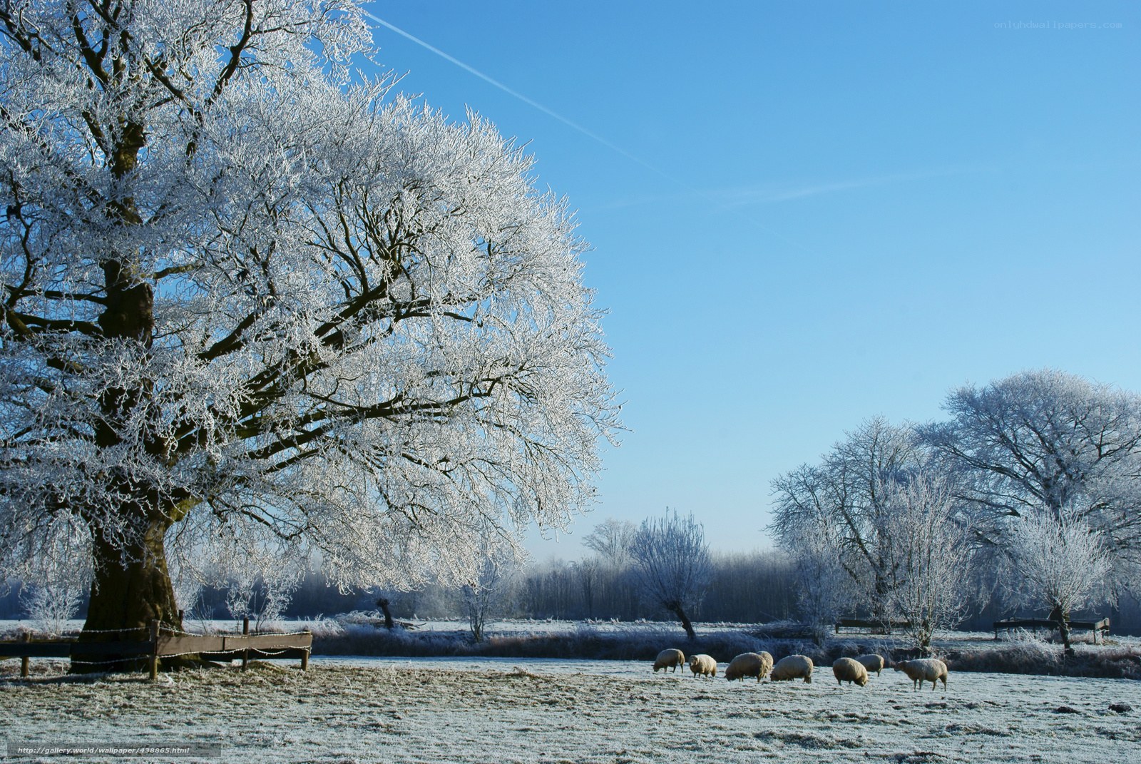 Frosty field with sheep