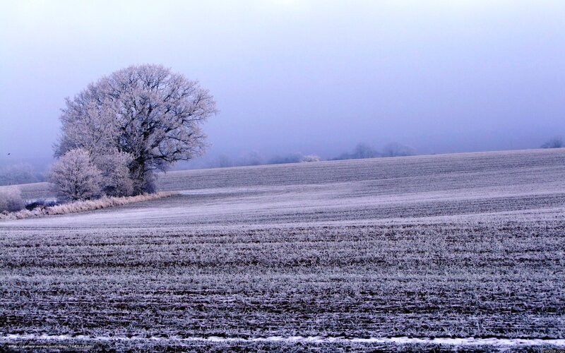 Frosty field with solitary tree