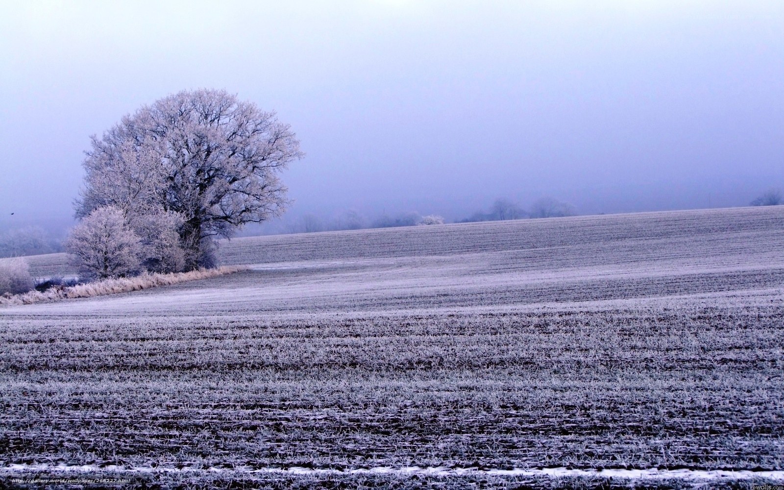 Frosty field with solitary tree
