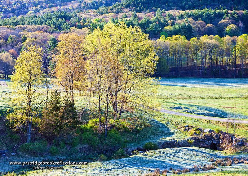 Frosty Field with Trees