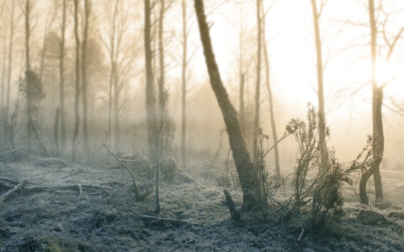 Frosty Forest at Dawn — White