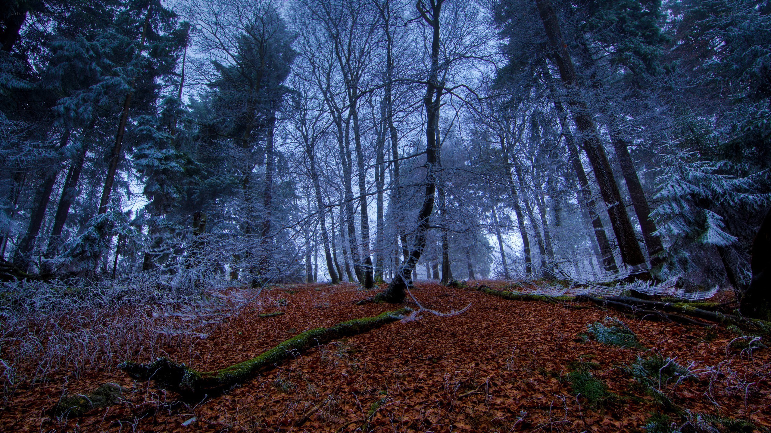 frosty forest at dawn
