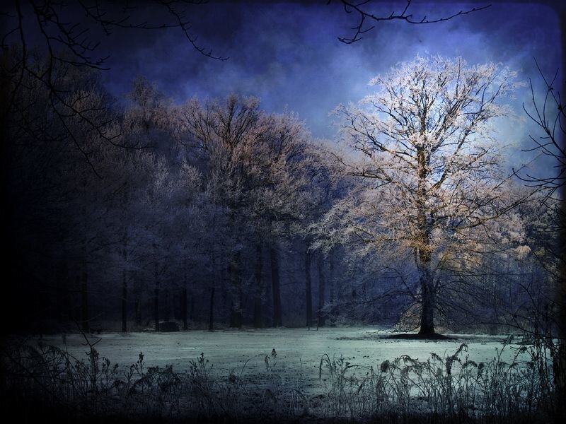 Frosty forest at night