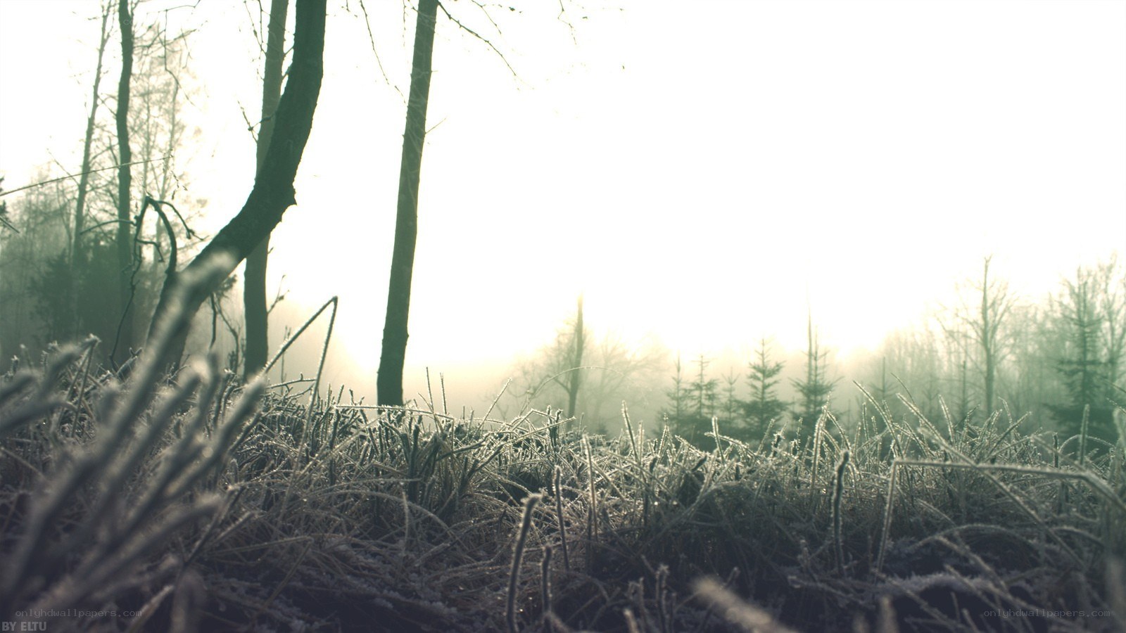 Frosty forest at sunrise