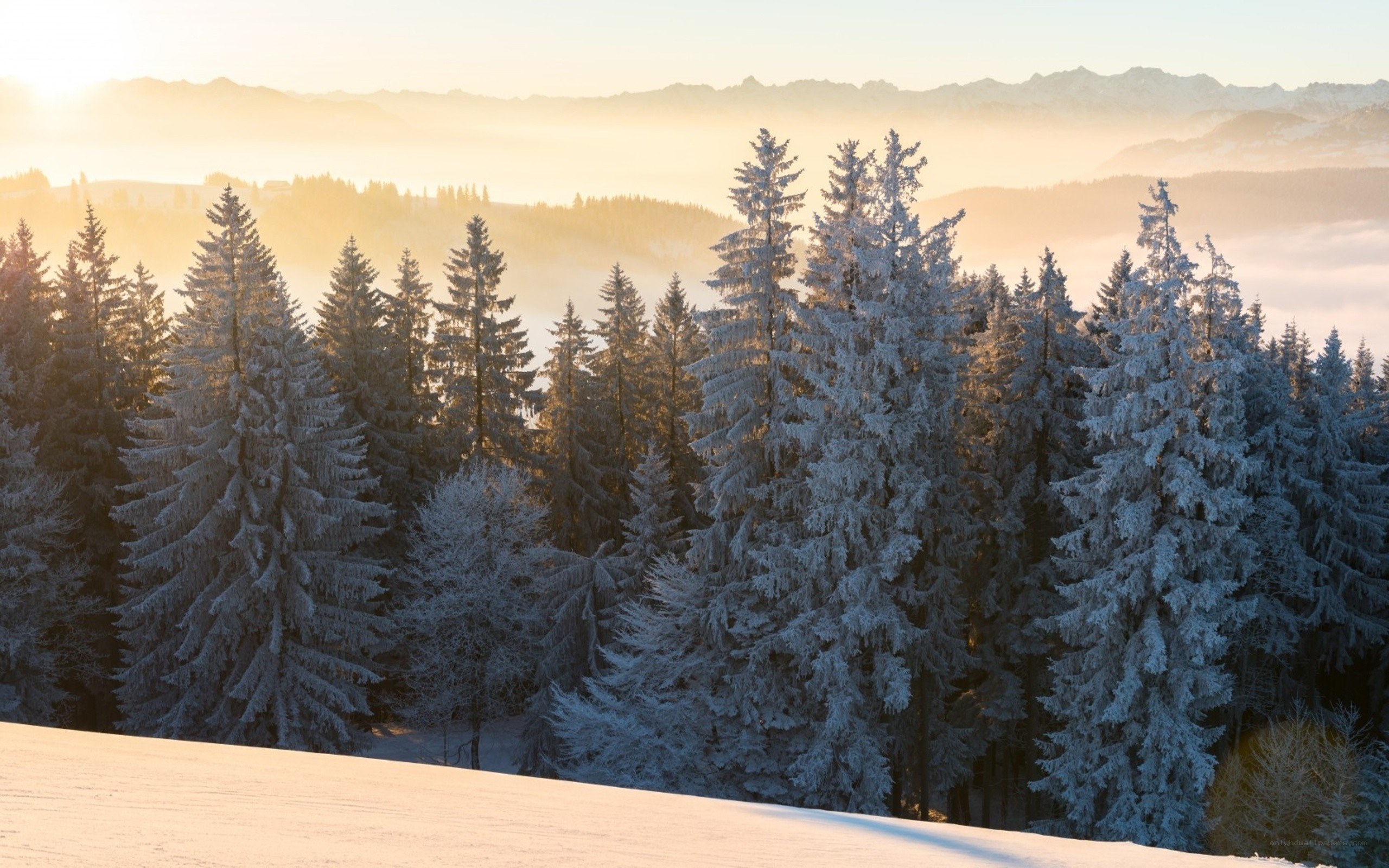 frosty forest at sunrise