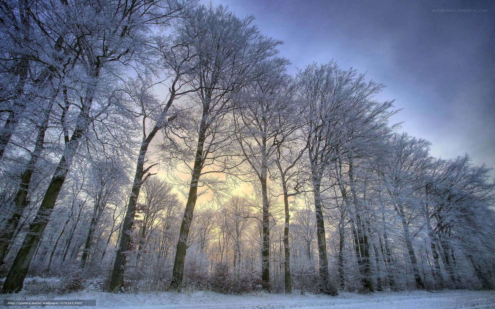 Frosty forest at sunrise