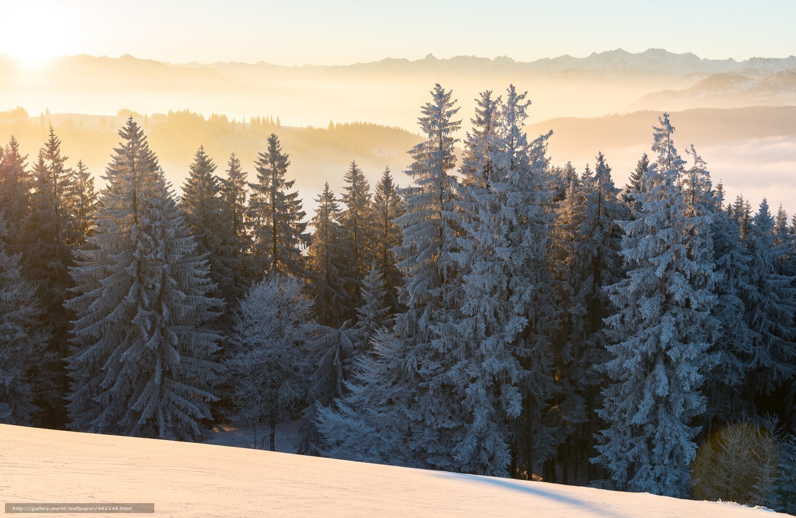 Frosty forest at sunrise