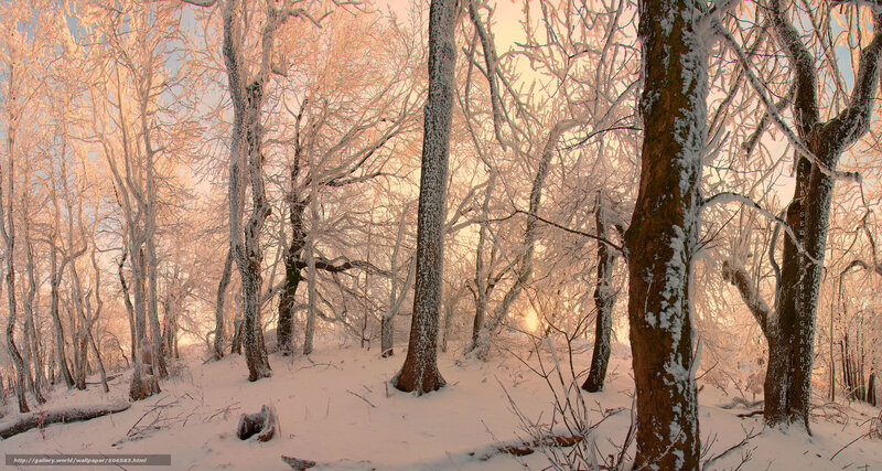 Frosty forest at sunrise