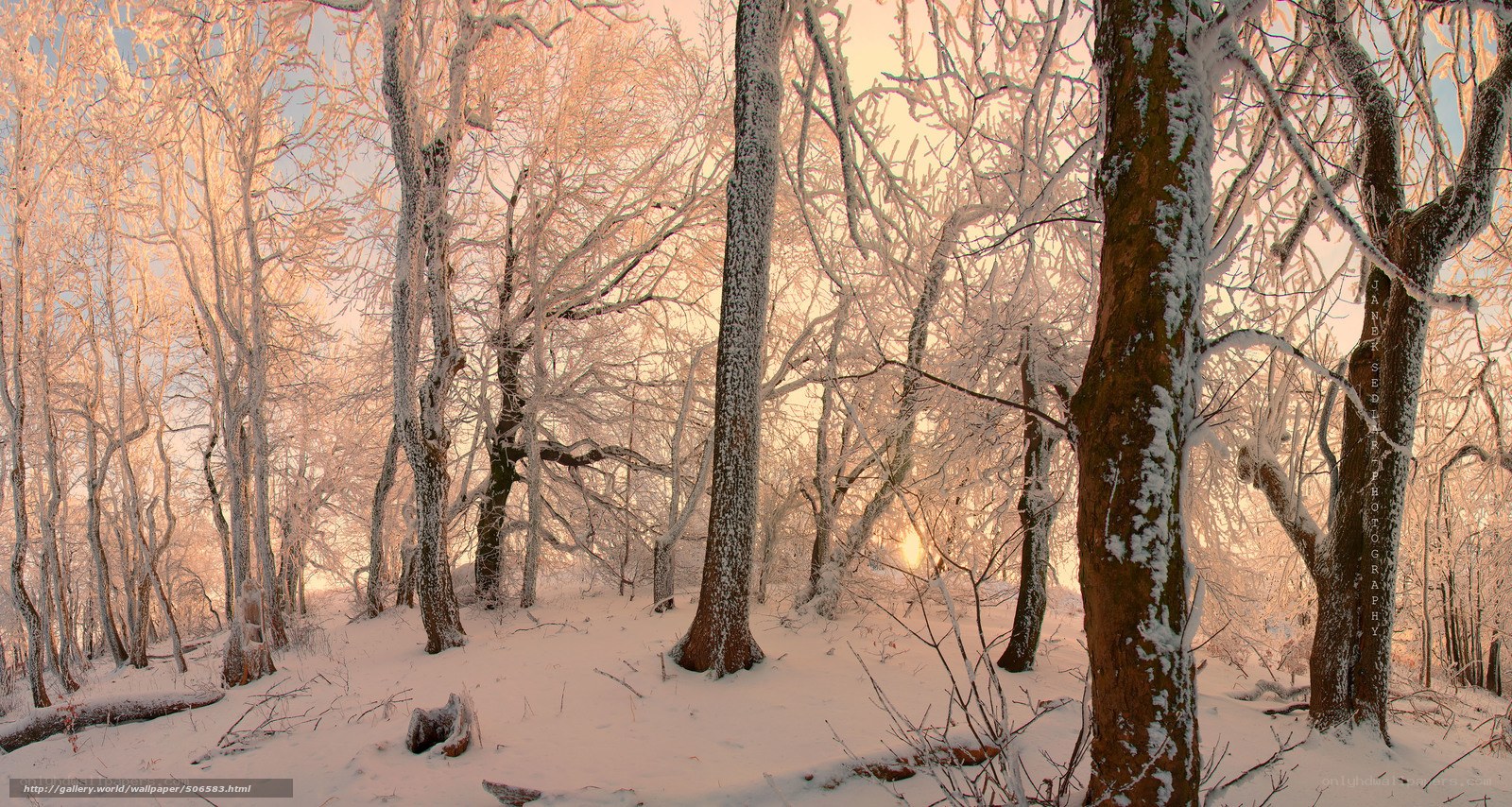 Frosty forest at sunrise