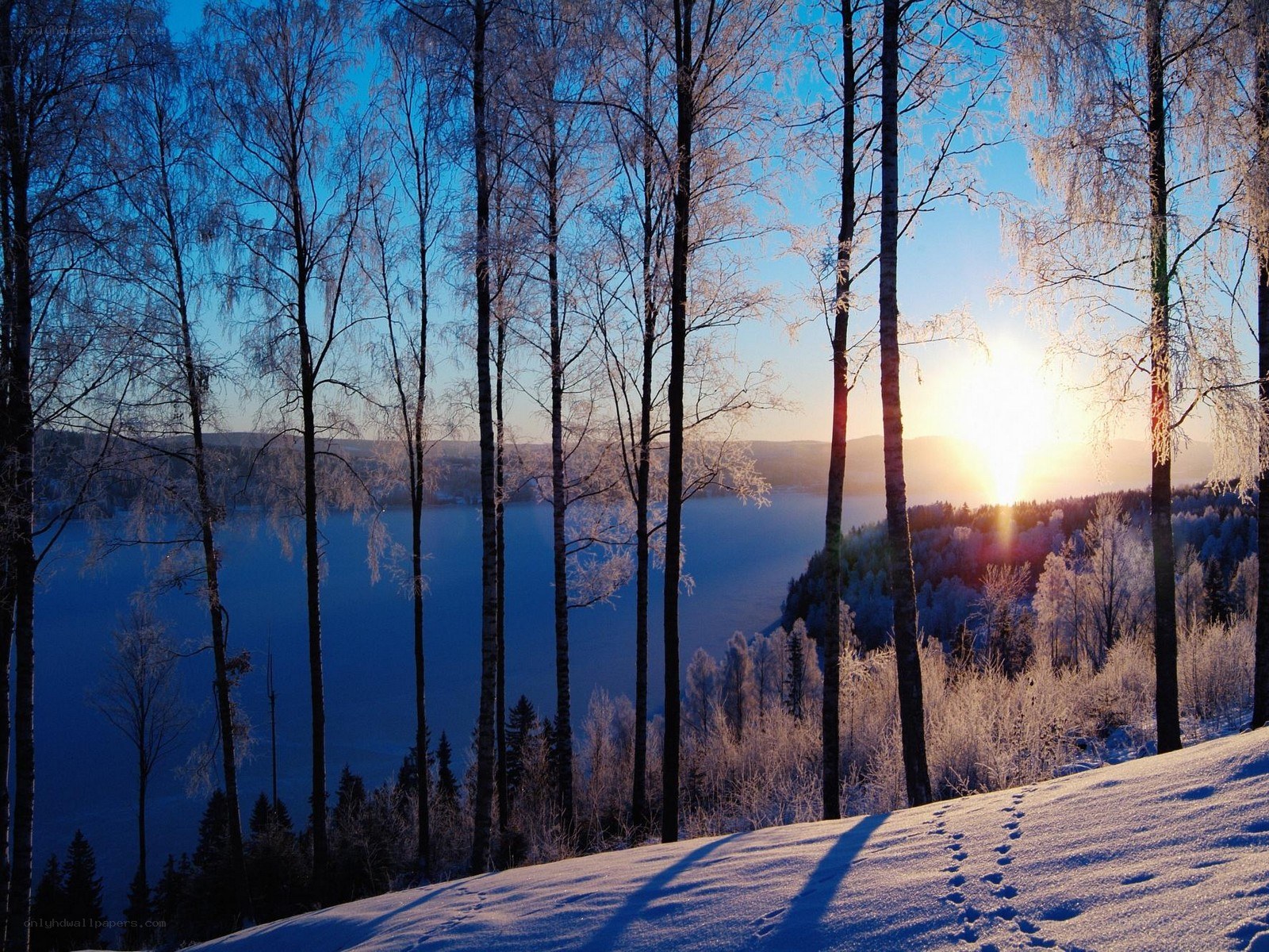 Frosty forest at sunrise
