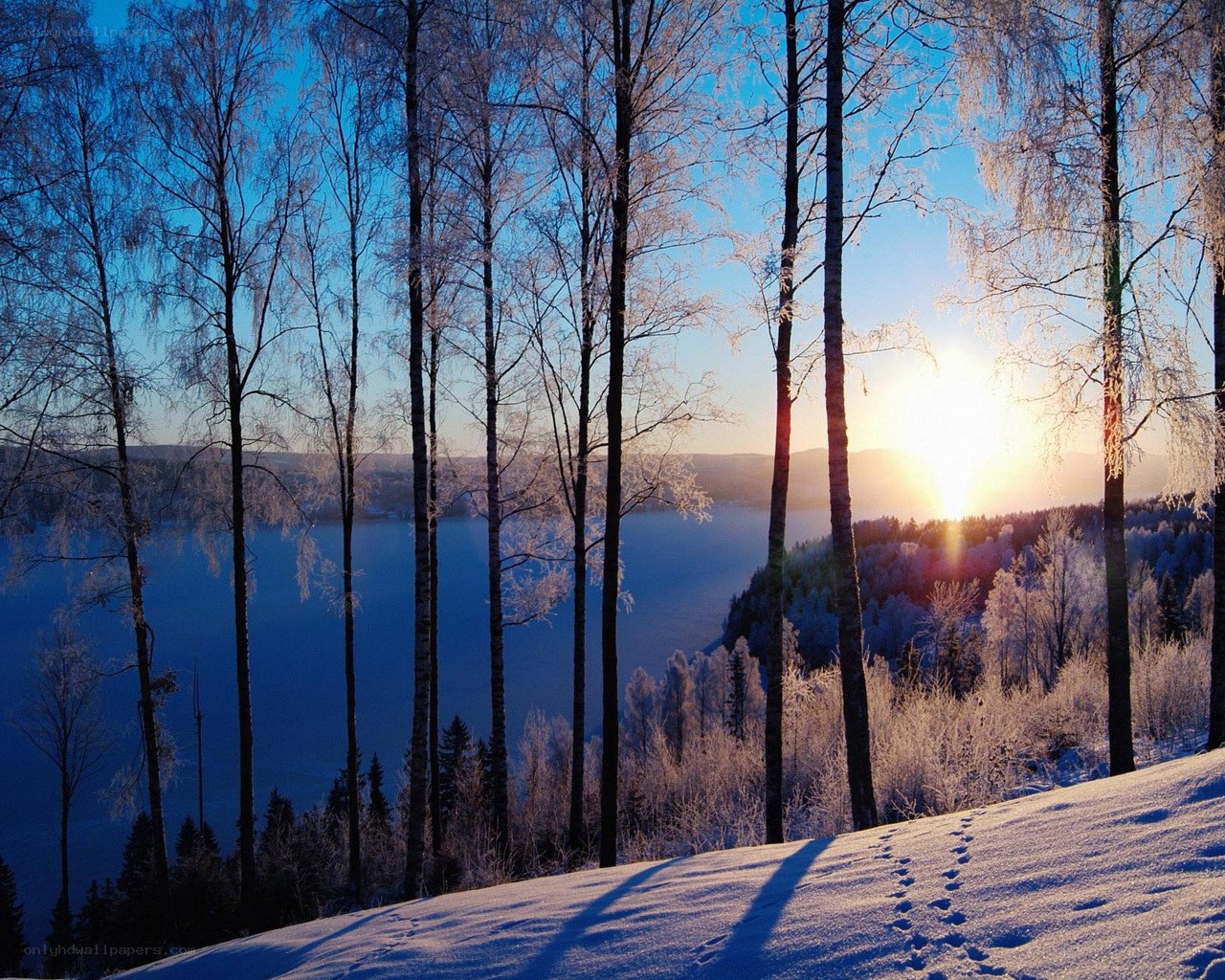 Frosty forest at sunrise