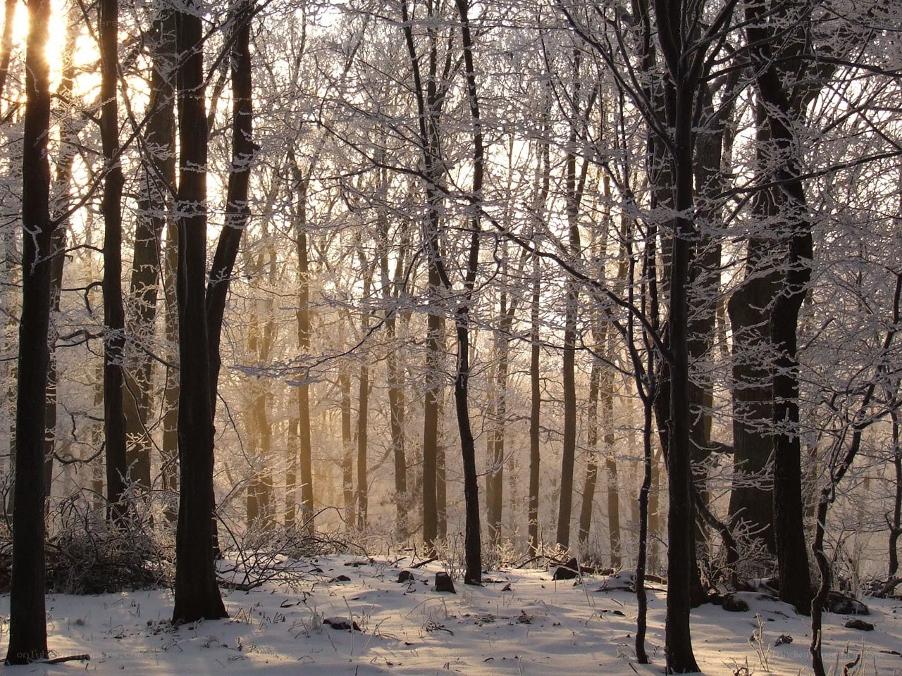Frosty forest at sunrise