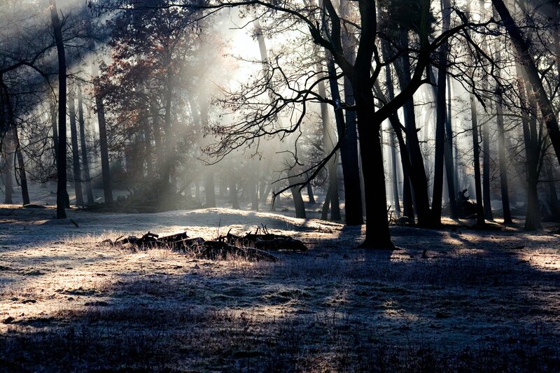 Frosty Forest at Sunrise — Brown