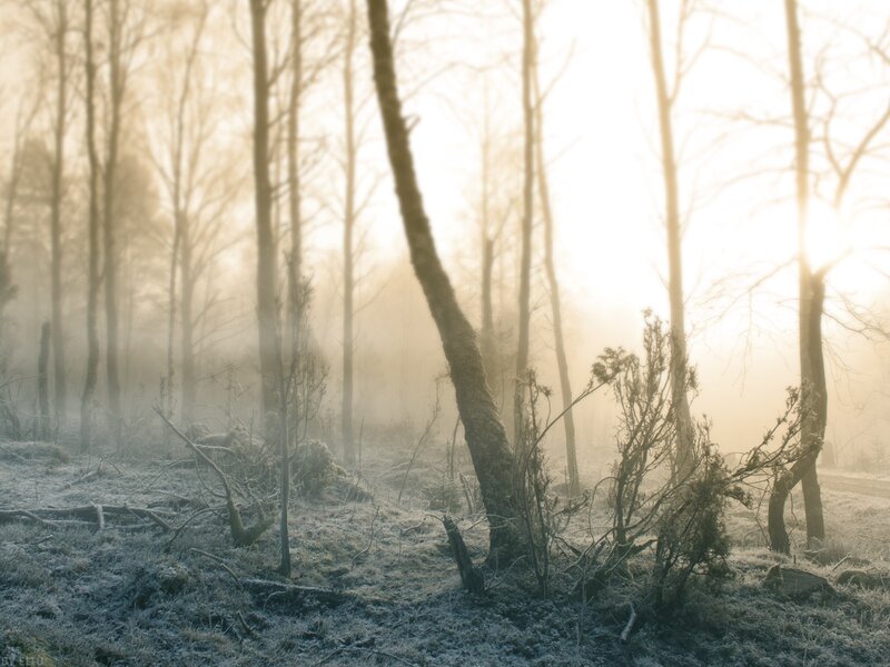 Frosty Forest at Sunrise — White