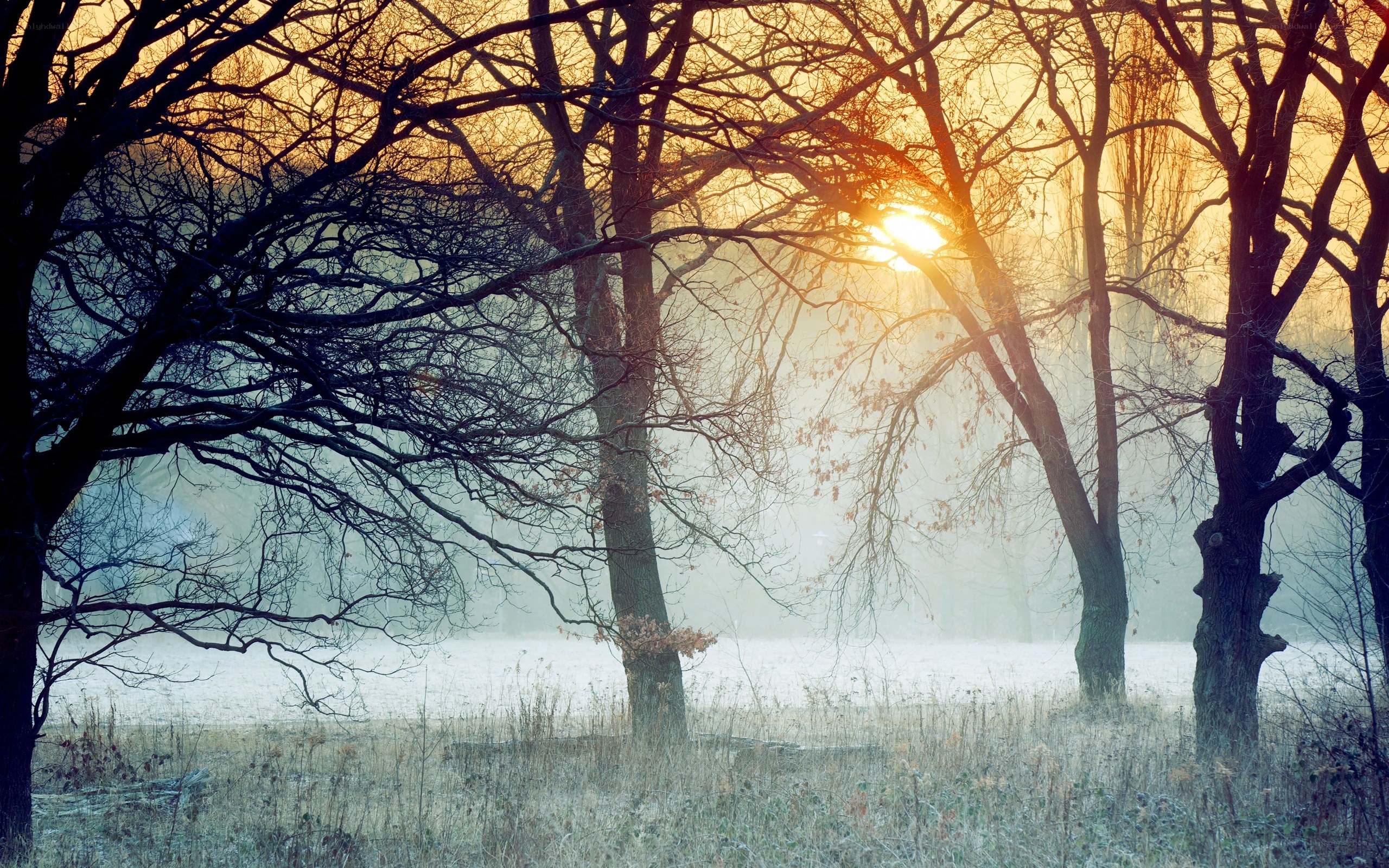 Frosty forest at sunrise