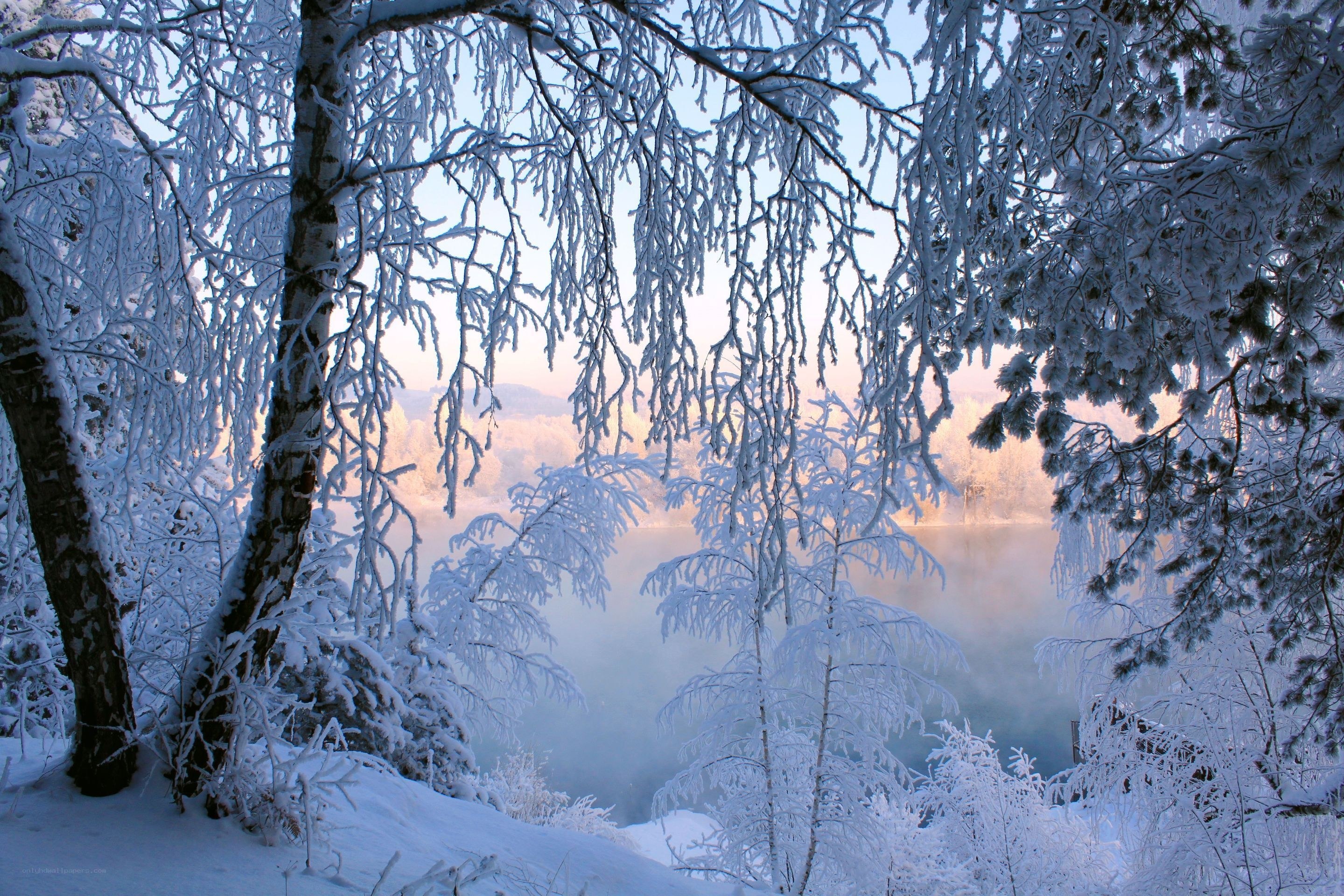 Frosty forest by a misty lake