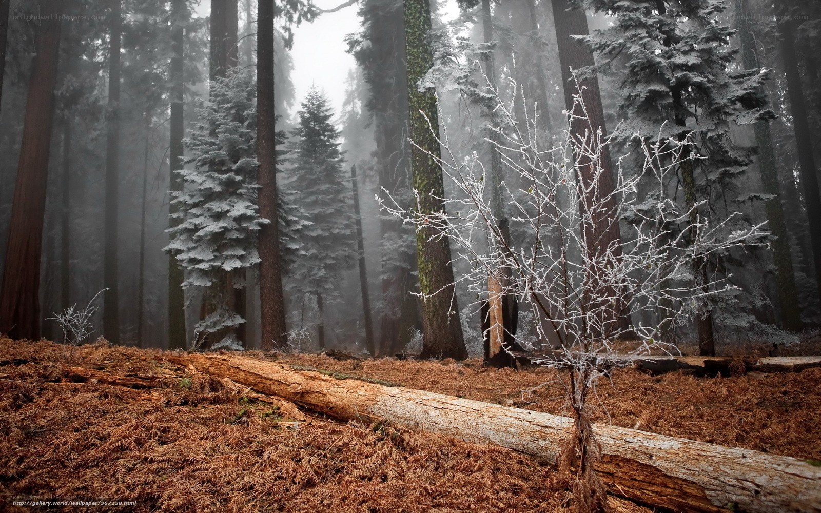 Frosty forest in fog
