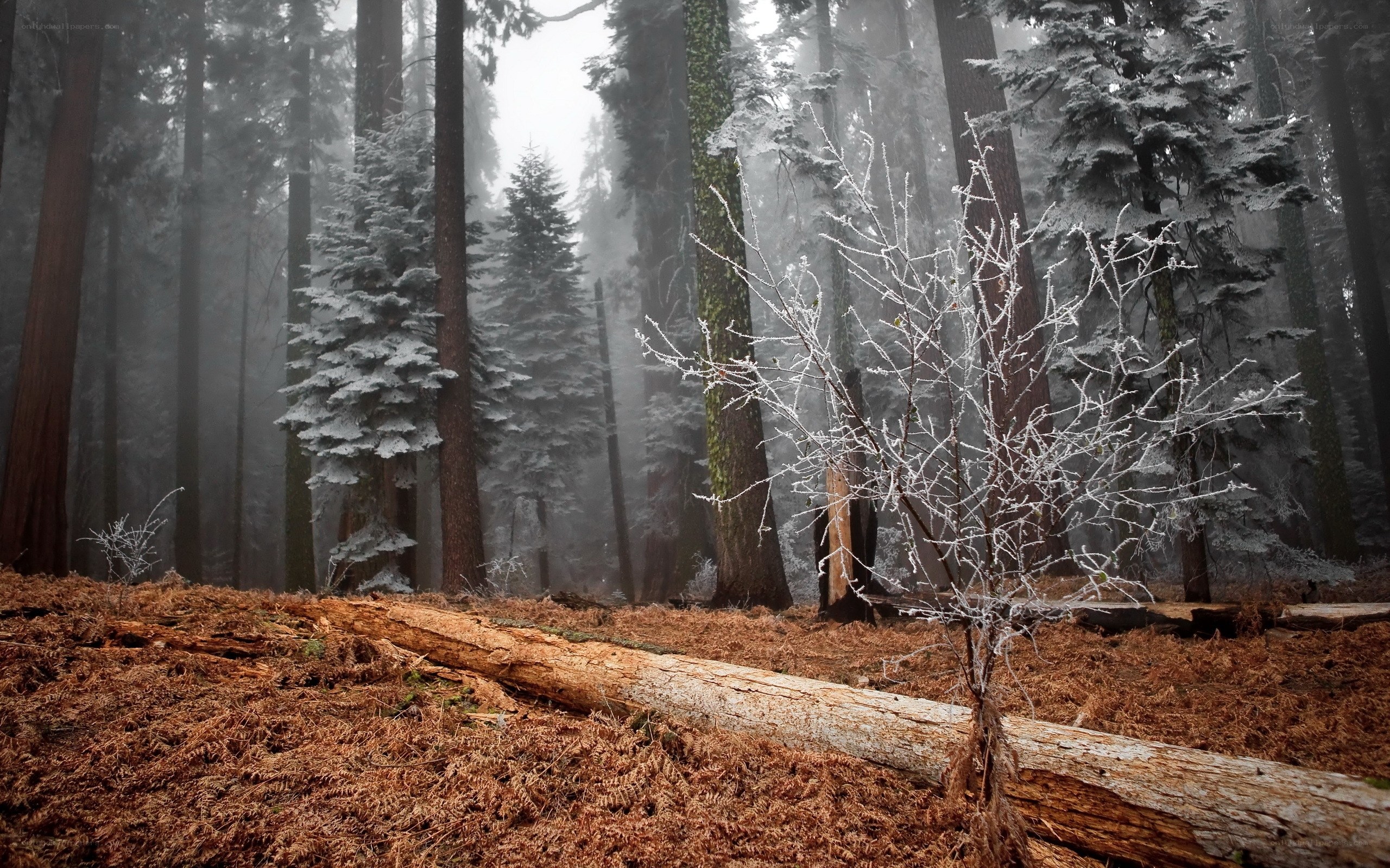 Frosty forest in fog