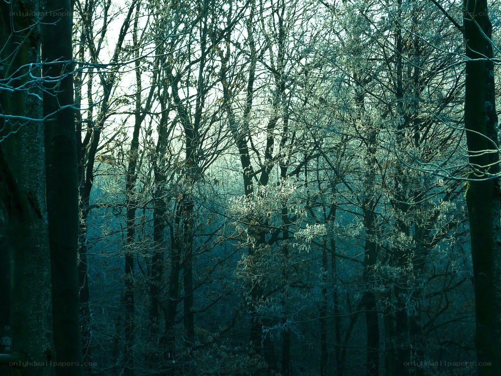 frosty forest in winter