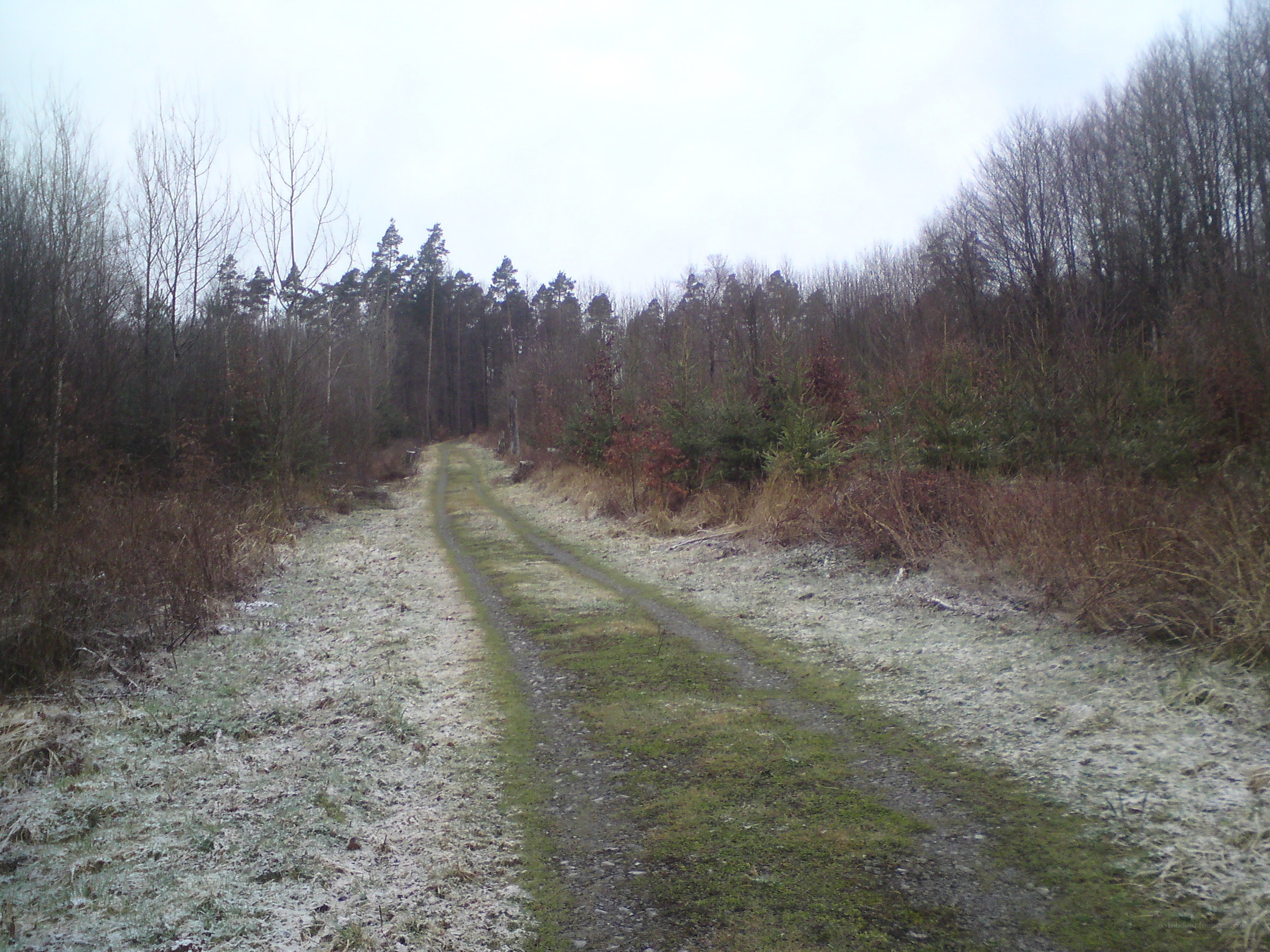 frosty forest path