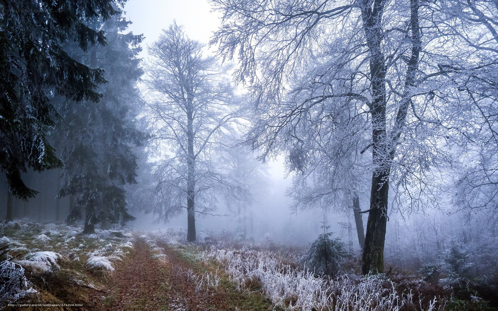 Frosty forest path
