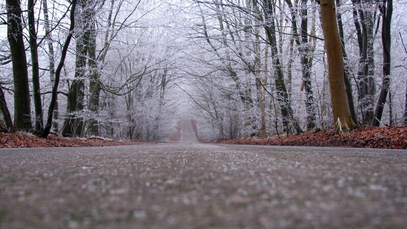 frosty forest path
