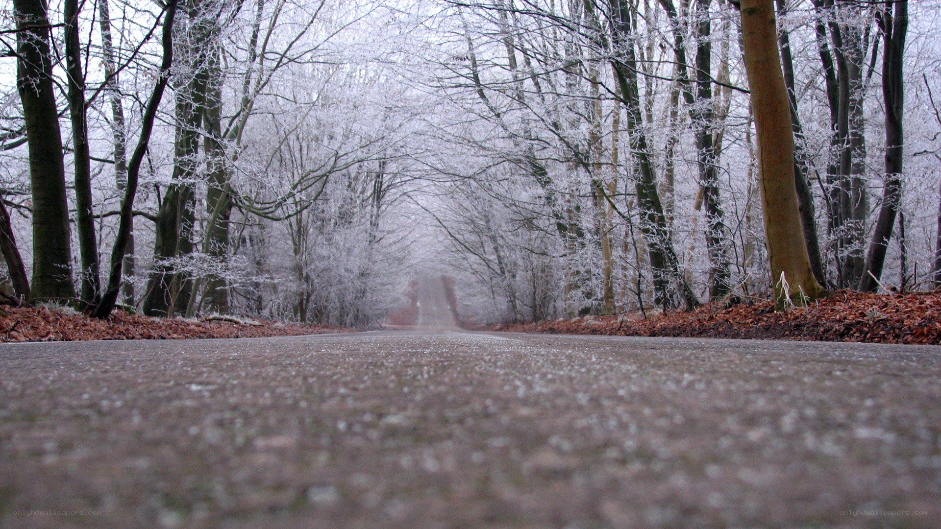 frosty forest path