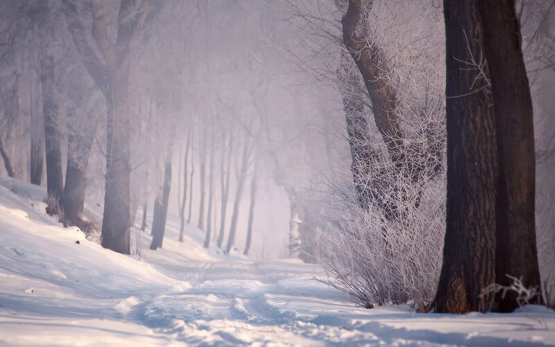 Frosty forest path
