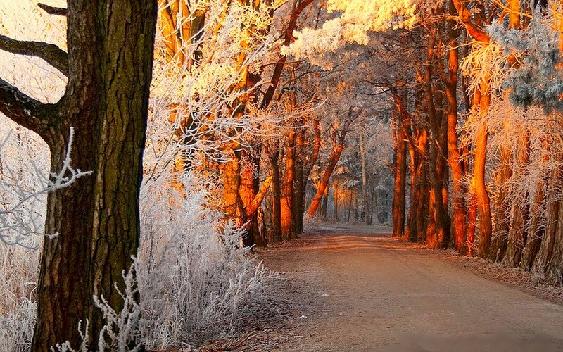 frosty forest path at sunrise