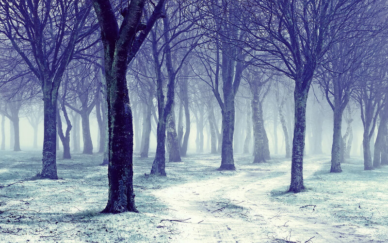 Frosty Forest Path — Blue, Misty