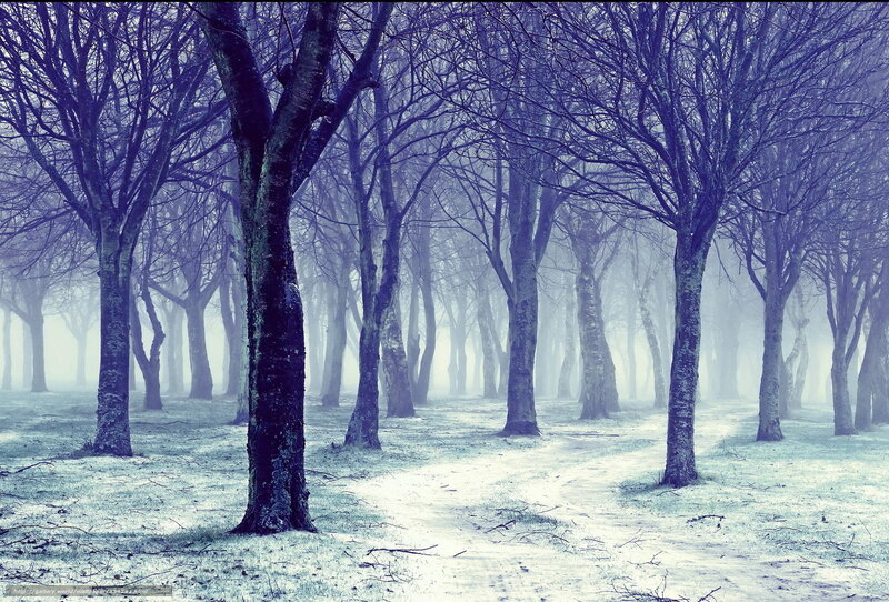 Frosty Forest Path — Blue, Misty, Winter