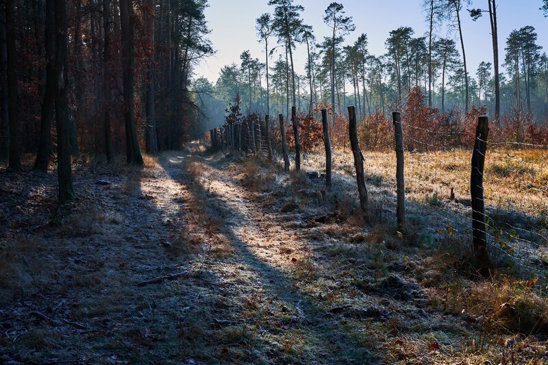 Frosty Forest Path — Brown