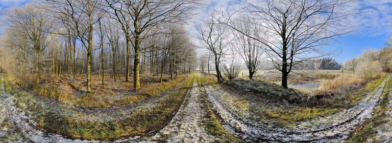 Frosty Forest Path — Green, Cold