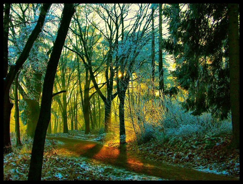 Frosty Forest Path — Green