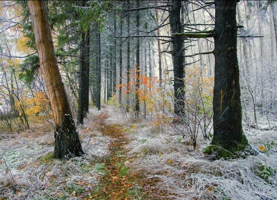 Frosty forest path in autumn