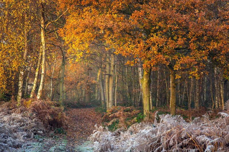 Frosty Forest Path — Orange