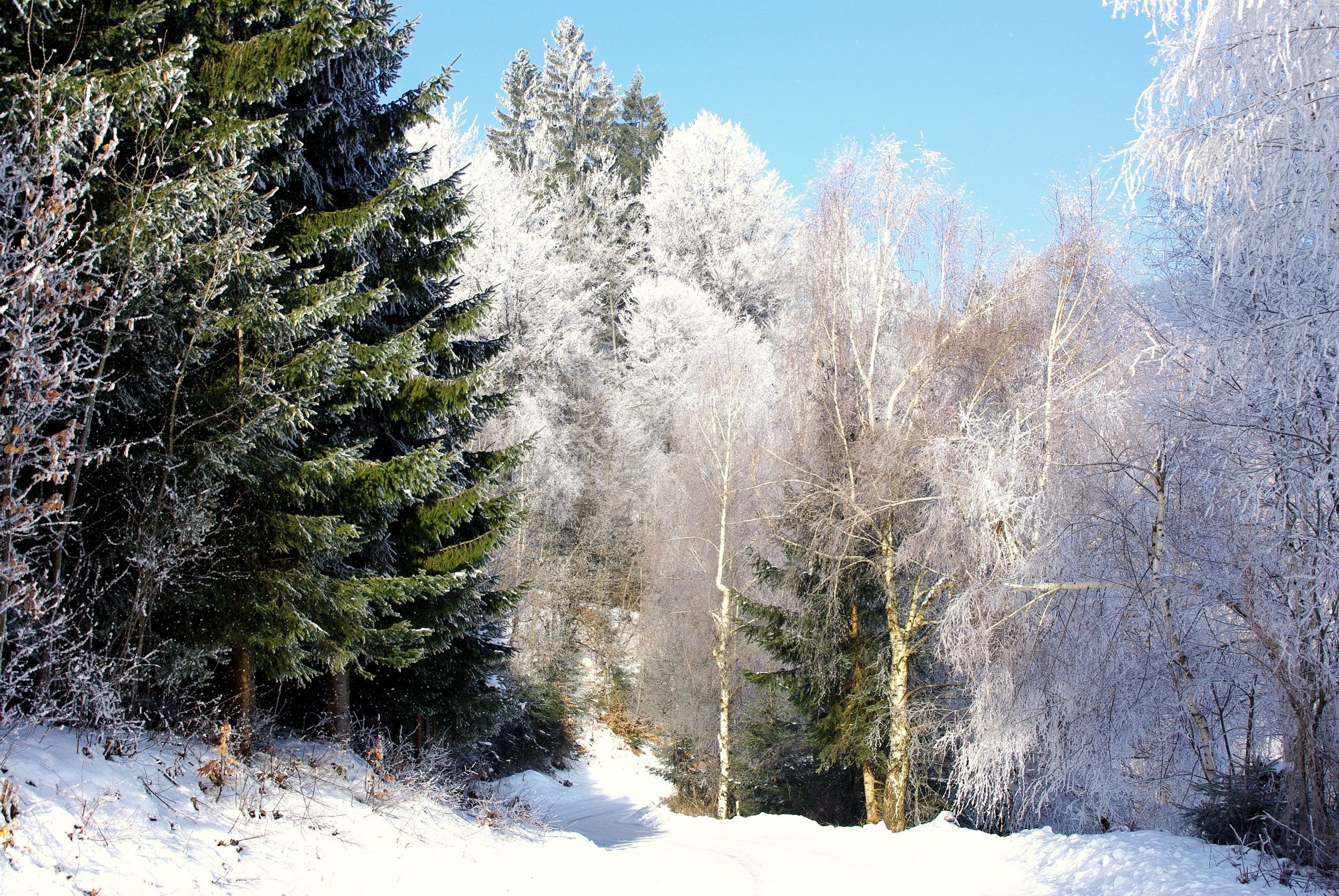 frosty forest path