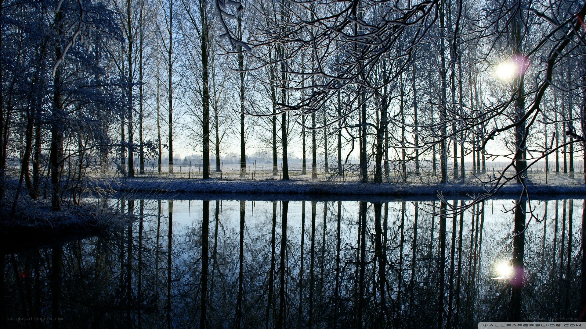 frosty forest reflection