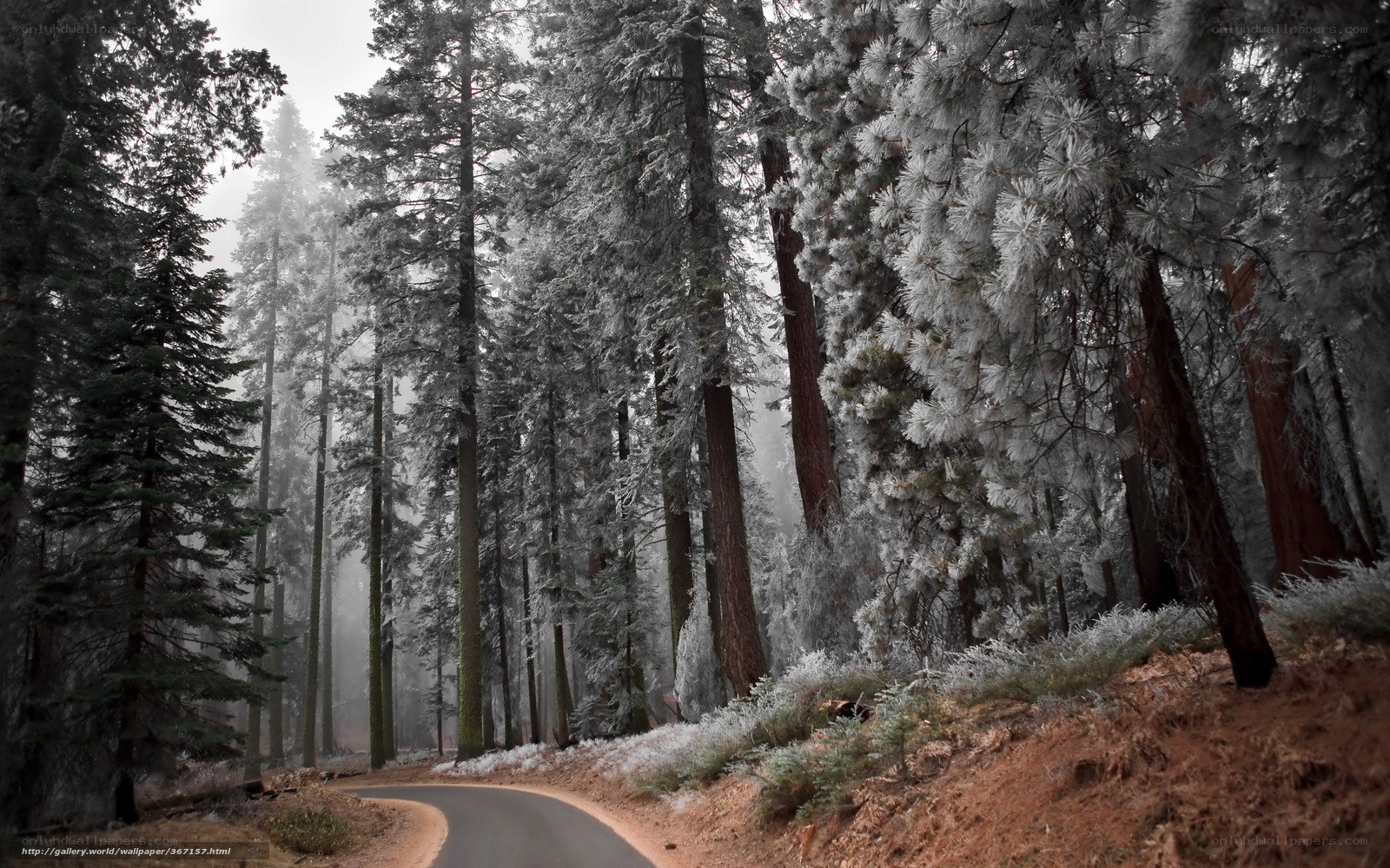 Frosty forest road