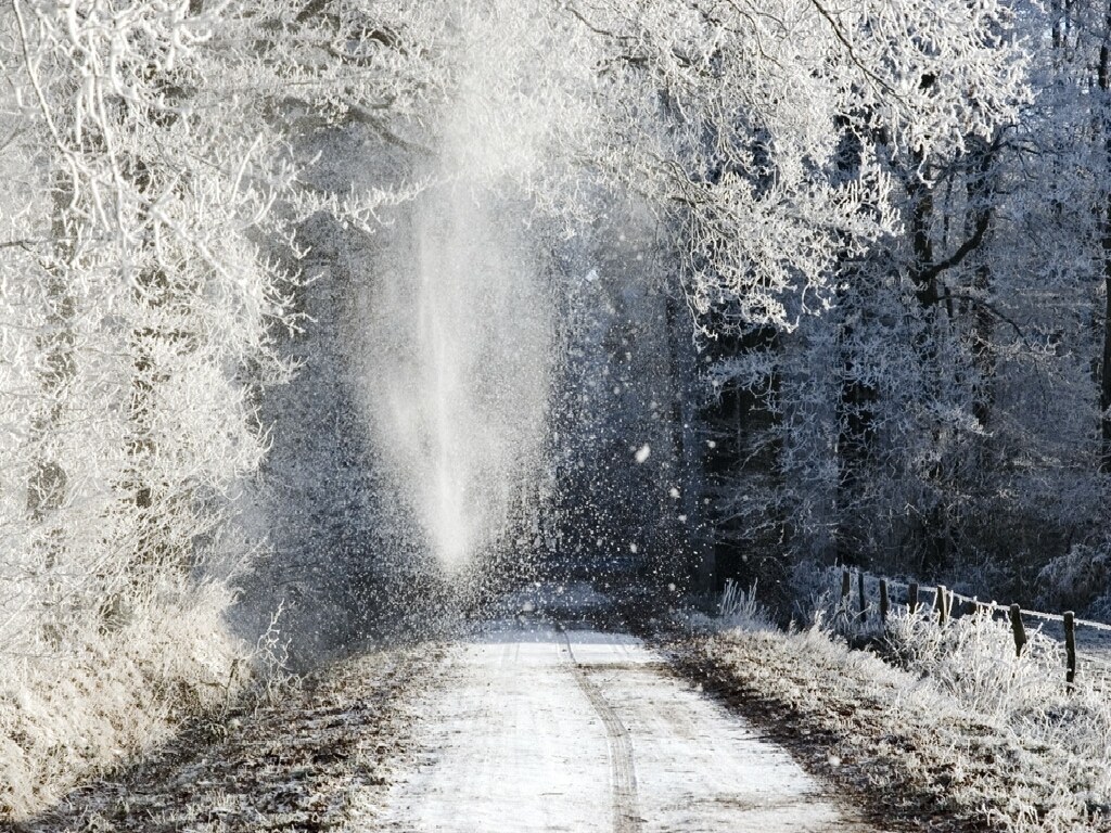 frosty forest road