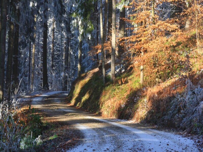 Frosty Forest Road — Brown
