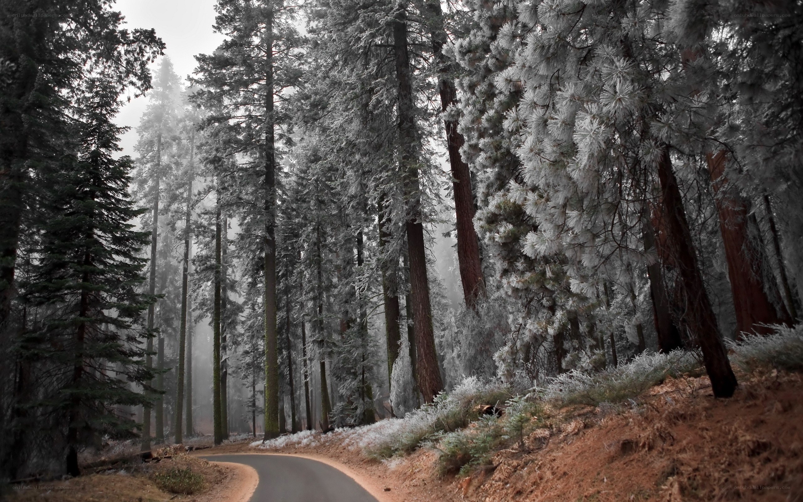 Frosty forest road