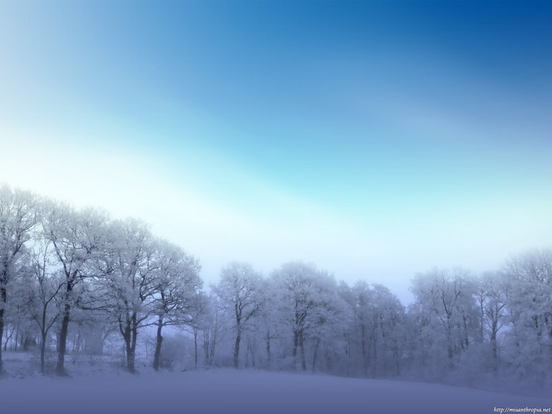 frosty forest under blue sky