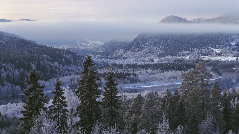 frosty forest valley at dawn