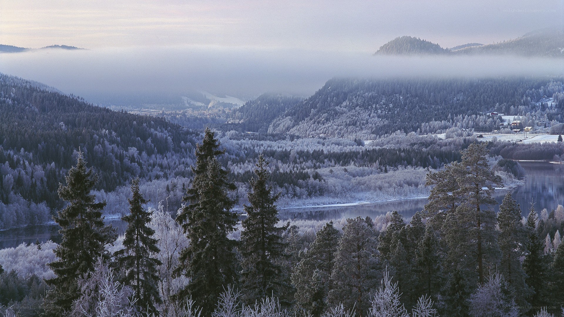 frosty forest valley at dawn