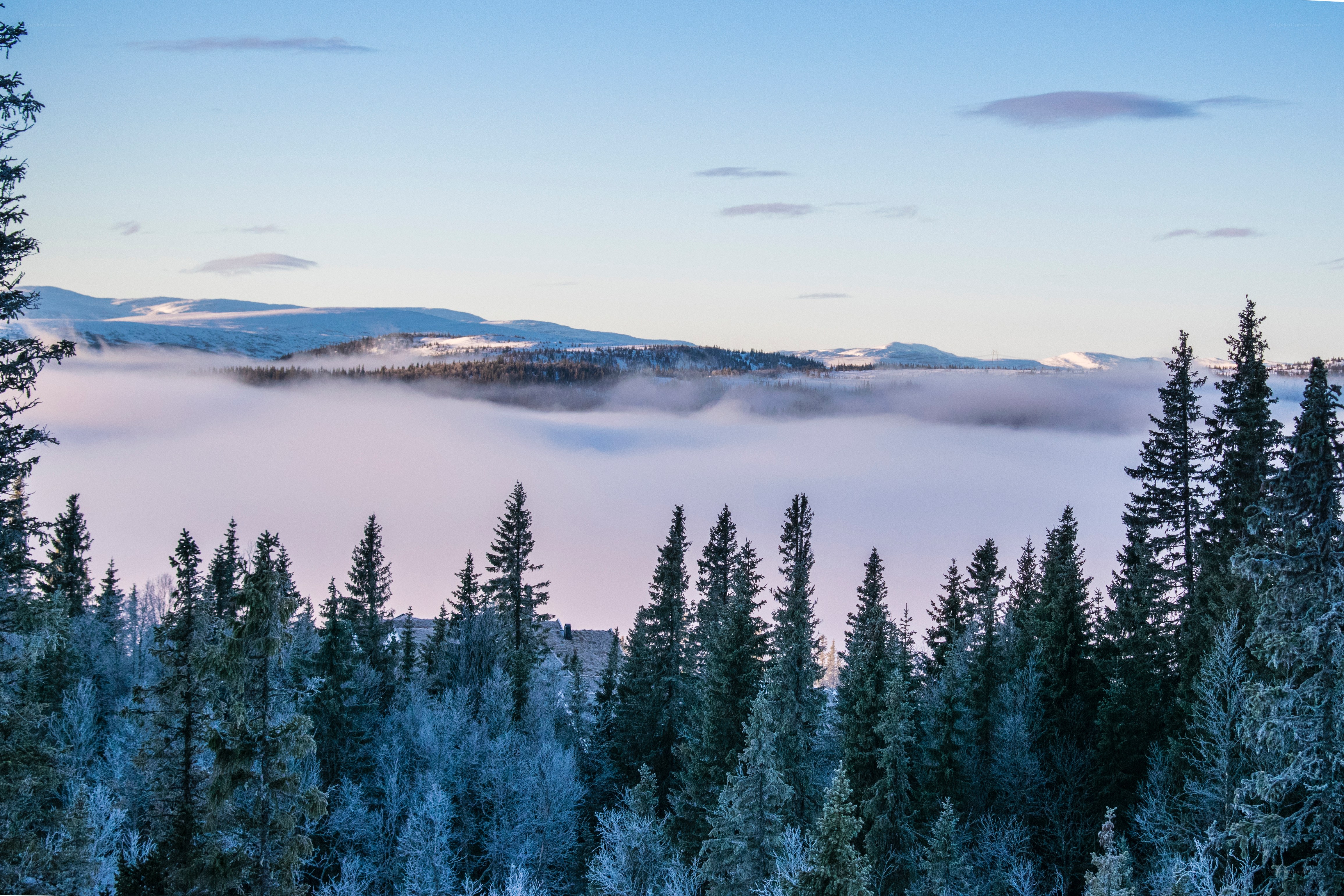 Frosty forest with foggy valley
