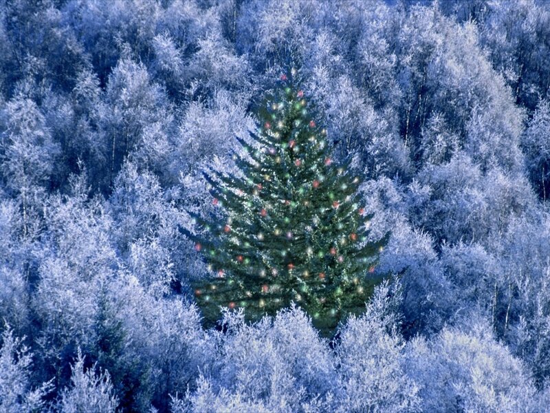 Frosty forest with lit tree