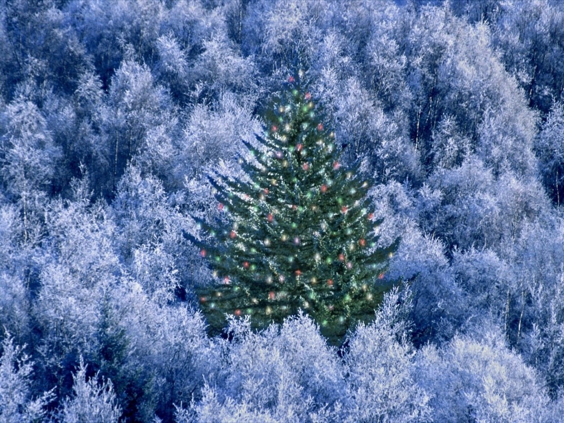 Frosty forest with lit tree