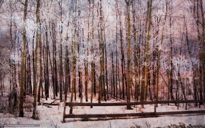 Frosty forest with wooden fence